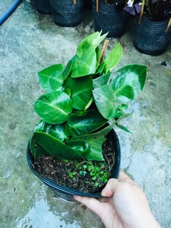 CÂY THẰN LẰN LEO TƯỜNG
