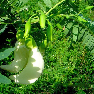Hạt giống So đũa gói 2gr