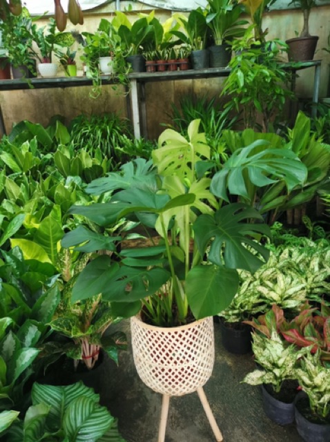 Chậu cây mây tre đan
