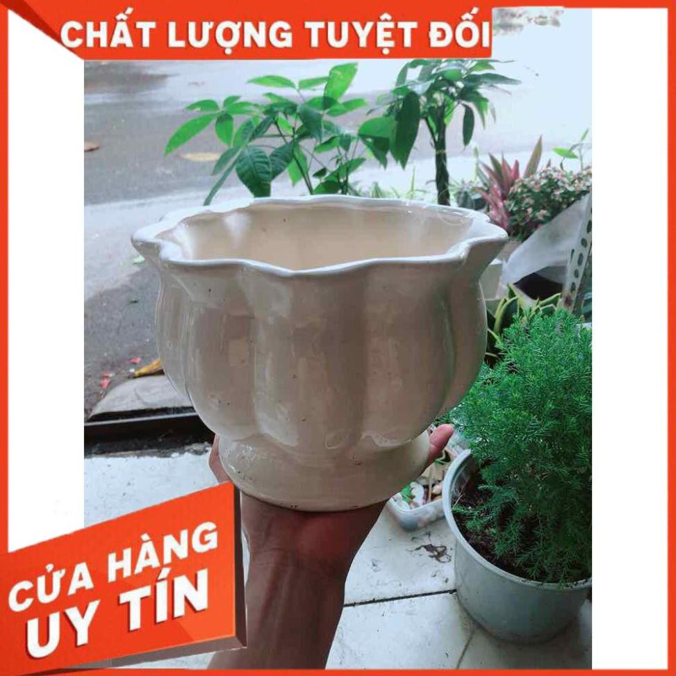 Chậu Trồng Cây Nhiều Người Mua