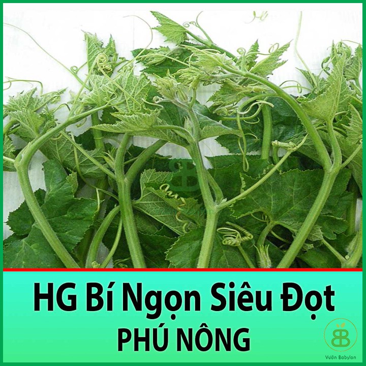 Hạt Giống Bí Ngọn Siêu Đọt Dễ Trồng, Năng Suất Cao