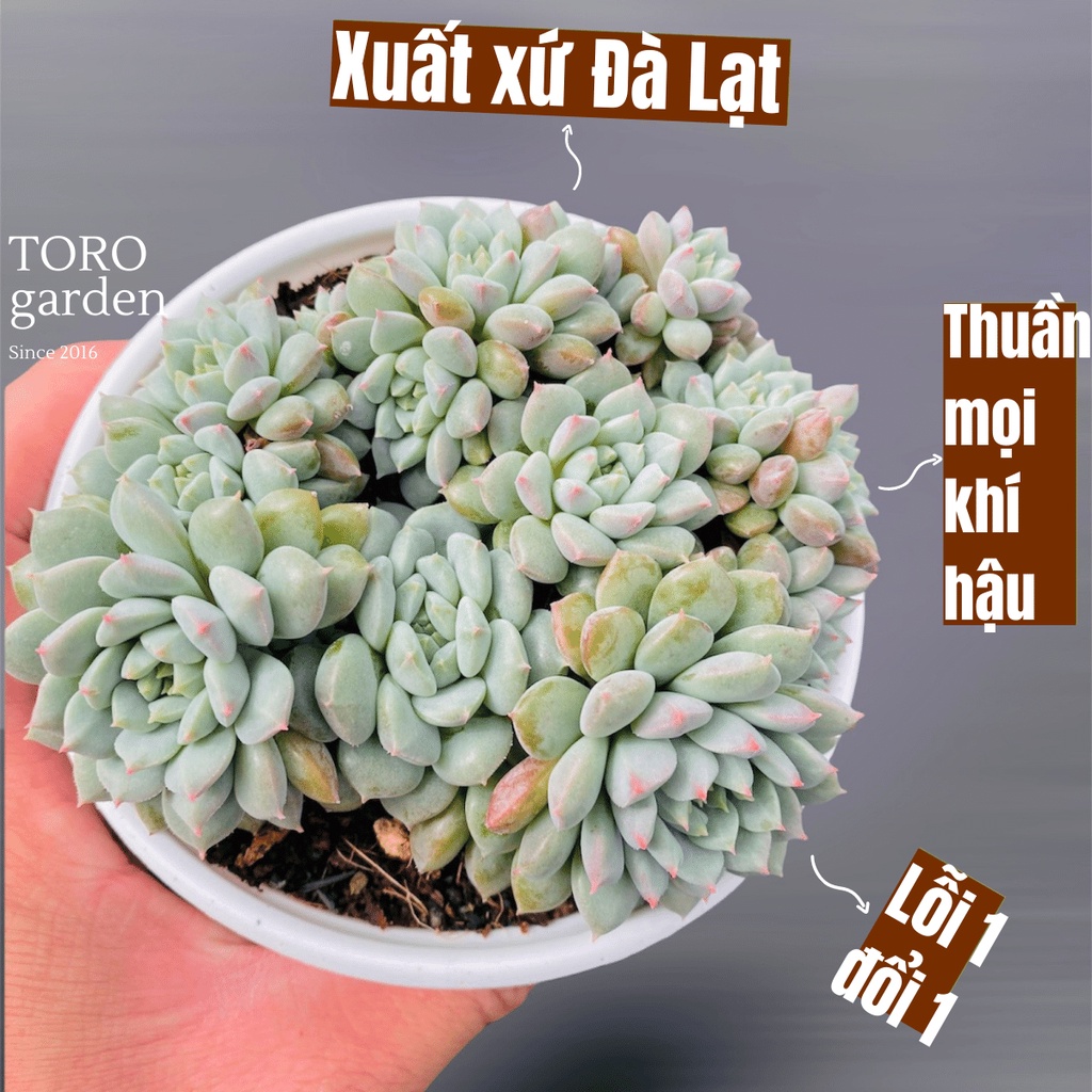 Sen đá dù xanh bụi Đà Lạt size trung bình cây cảnh trang trí nhà cửa Toro garden
