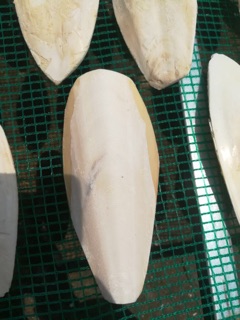 Nang mực miếng