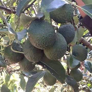 Cây Giống Bơ Hass úc F1