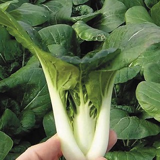 20 GR - HẠT GIỐNG CẢI BẸ TRẮNG