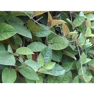 Cây giống lá mơ lông