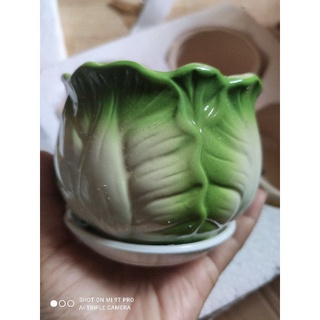 combo 4 chậu trồng cây mini