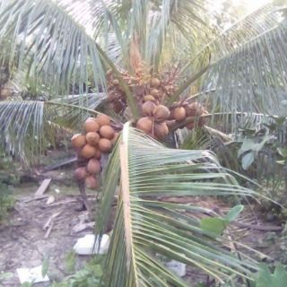 Dừa giống mã lai lùn