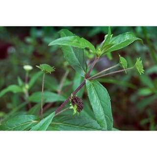 3 cây cỏ mực nhọ nồi