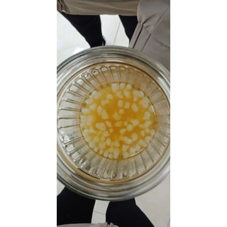 Nấm kefir Tb