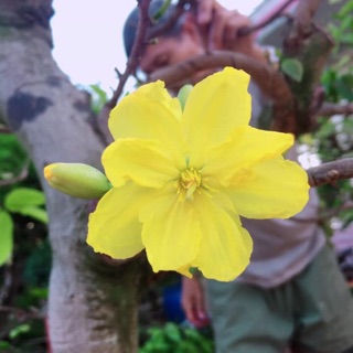 Hoa mai gião Indo nụ to hoa khủng. Hàng độc lạ