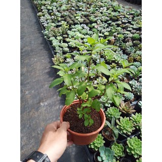 Cây bạc hà Peppermint chậu lớn