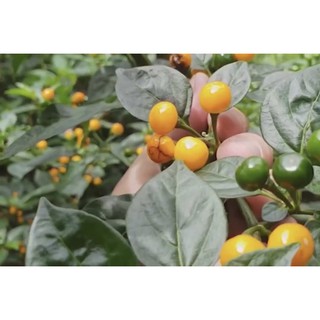 Gói 3 hạt giống ớt Peru- ớt Aji Charapita (Capsicum chinense)
