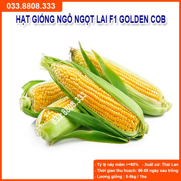 Hạt Giống Ngô Ngọt Lai F1 GOLDEN COB 500gram - Hạt Ngô To Đều Hạt