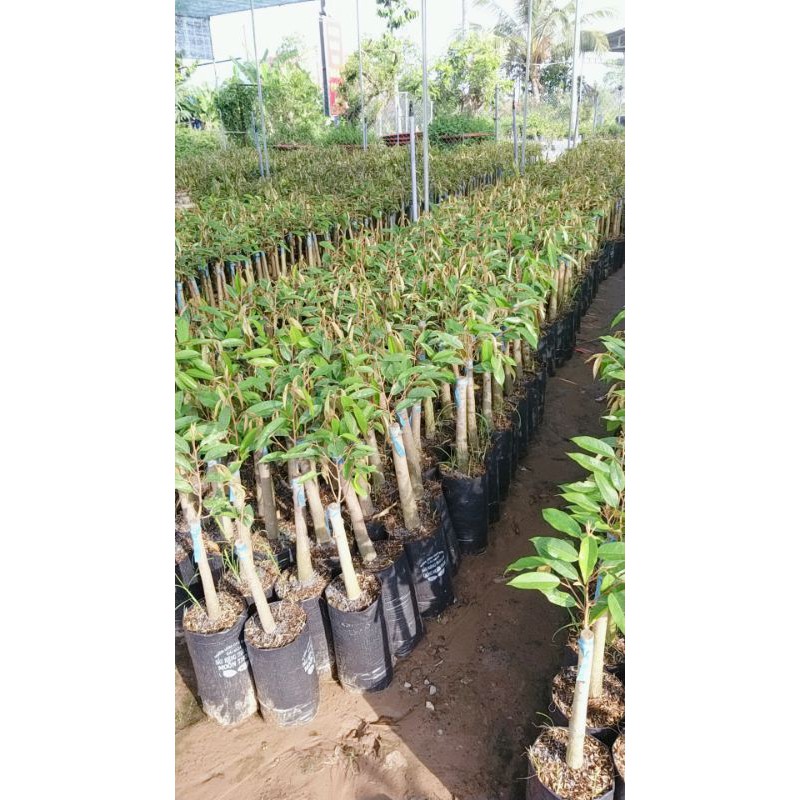 SẦU RIÊNG THÁI CƠM VÀNG HẠT LÉP