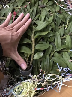 giả hạc gieo hạt 02