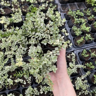 Sedum lá tim