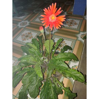 1 chậu hoa đồng tiền cổ đỏ