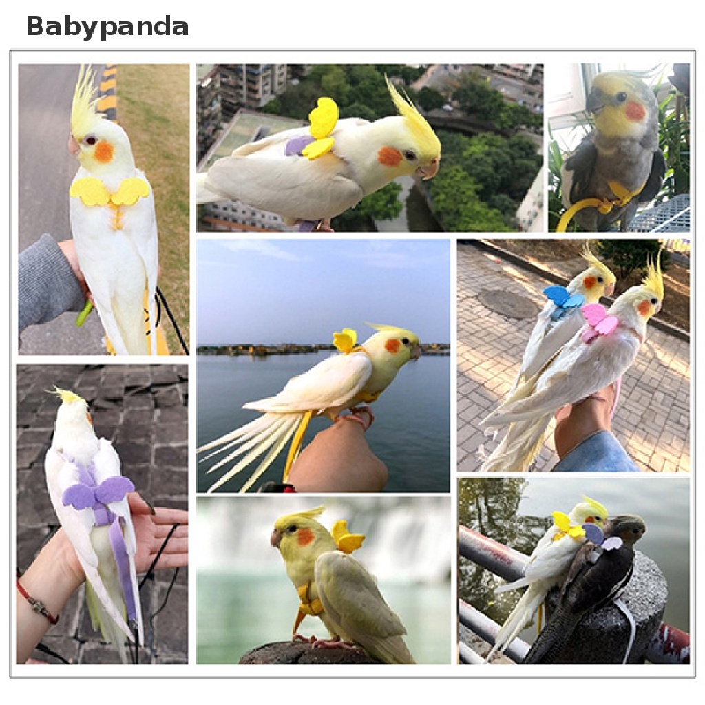 Kakadu (63 ảnh): Con vẹt sống ở đâu? Đặc điểm của loài chim có màu đen,  hồng và trắng, sự khác biệt của vẹt Moluccan so với mào lớn màu vàng