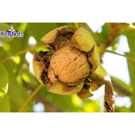 Óc Chó cho quả siêu to ,siêu nhiều quả mang lại hiệu quả kinh tế cao chuẩn cây giống F1