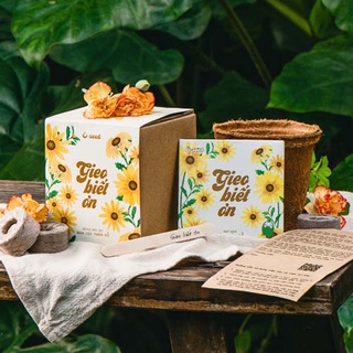 Bộ kit trồng cây gieo hạt - Hạt hoa cúc thân gỗ - Gieo Biết ơn