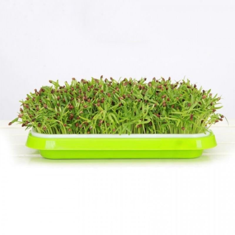 Khay trồng rau mầm