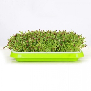 Khay trồng rau mầm