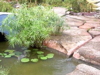 Cây thủy trúc