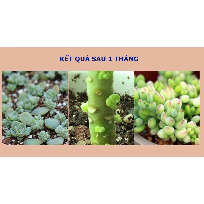 Siêu kích mầm kích chồi nhân giống sen đá xương rồng
