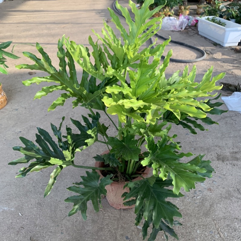Cây trầu bà lá xẻ, trầu bà thanh xuân cao 50cm, cây cảnh phong thủy trồng trong nhà, mang đến tài lộc, may mắn