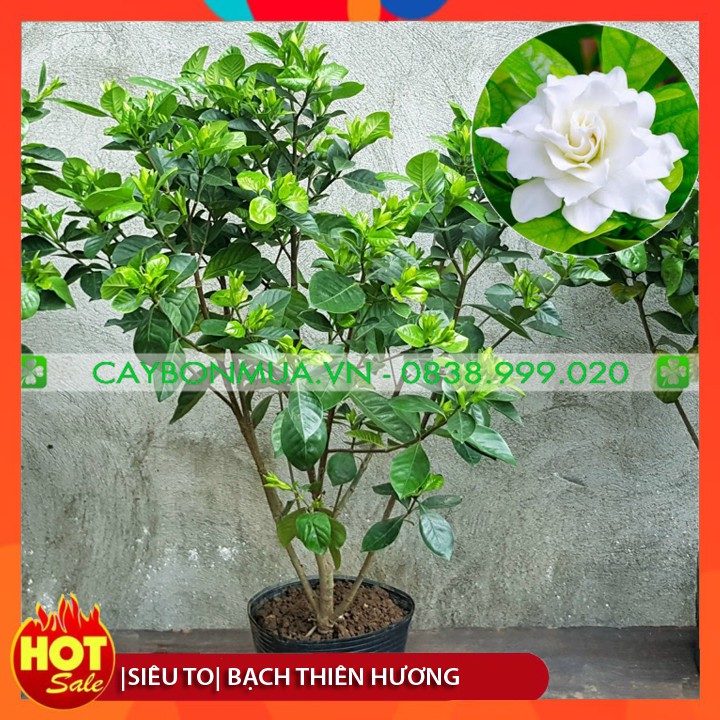 [SIÊU TO] Cây Bạch Thiên Hương đã có nụ & hoa, bịch đen cao 90cm -1m, cây làm cảnh ra hoa thơm dễ chịu