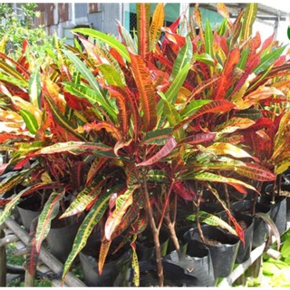 Cây lá màu ( cây cô tòng đuôi lươn)