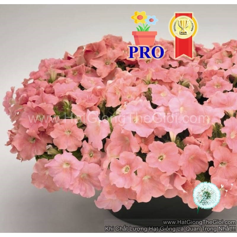 5h Hạt Giống Hoa Dạ Yến Thảo Rũ Success! TR Hồng Salmon (TL| B27*X69)