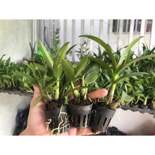 HOA LAN MINI YAYA