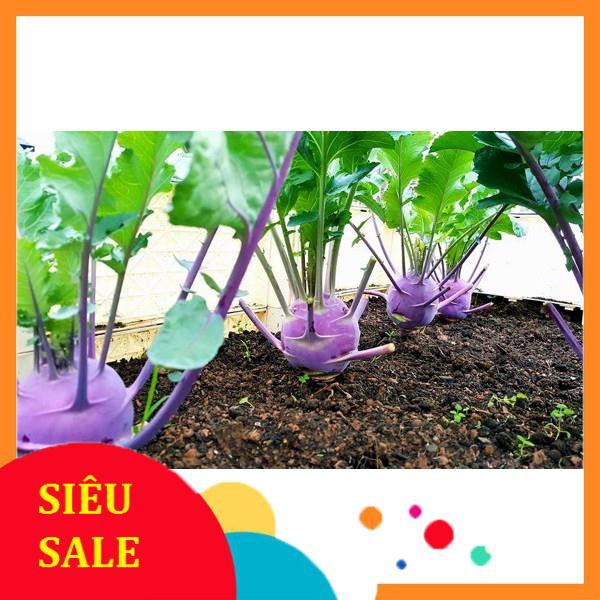 1g Hạt giống Su hào Tím (tặng gói Kích nẩy mầm và Hướng dẫn)