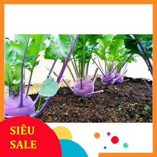 1g Hạt giống Su hào Tím