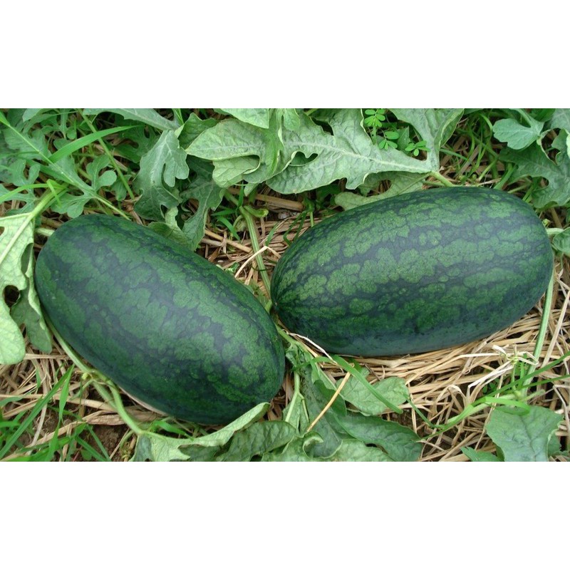 Phân bón vi lượng AC ZINMAC 100ml - Lớn trái Đặc ruột