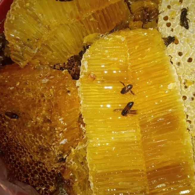 Nguyên Bánh Tổ Nguyên Sáp Của Ong Khoái Rừng Đóng Hũ 500 Gam Tiện Dụng