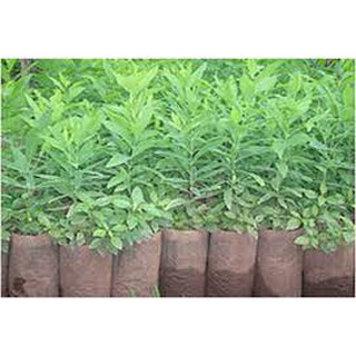 cây giống đàn hương ấn độ (cây siêu khỏe)