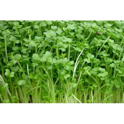 HẠT GIỐNG MẦM CẢI BÔNG XANH - GÓI 20 GRAM