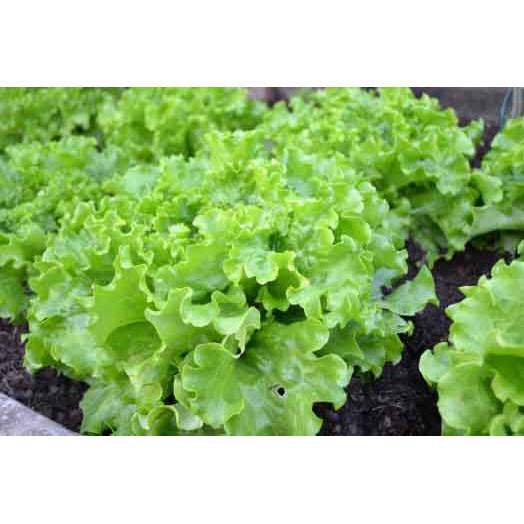 50 HẠT GIỐNG RAU XÀ LÁCH XOĂN