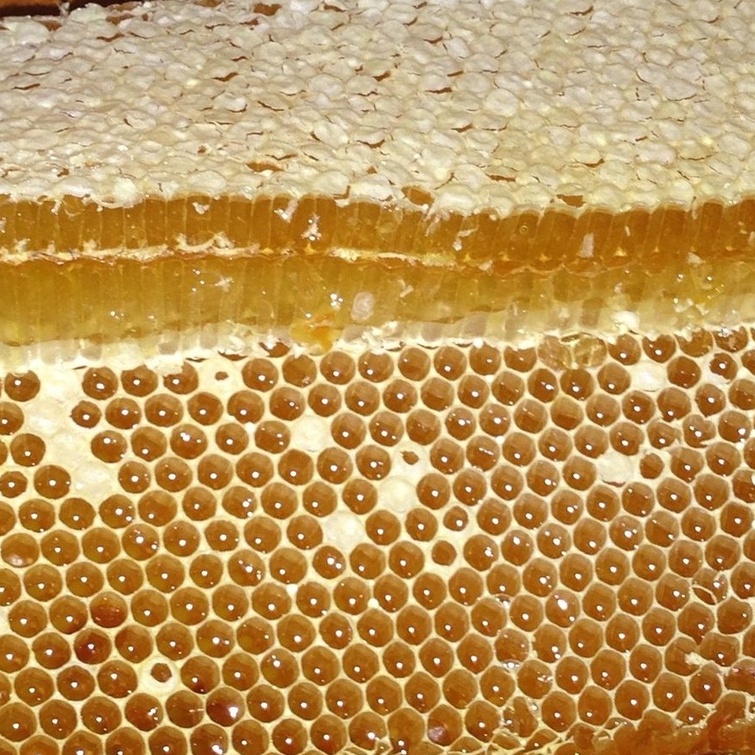 SIÊU RẺ - MẬT ONG RỪNG HOA NHÃN 1 lít nguyên chất 100% chuẩn - THẾ HỒNG HONEY