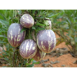 Hạt giống dưa pepito