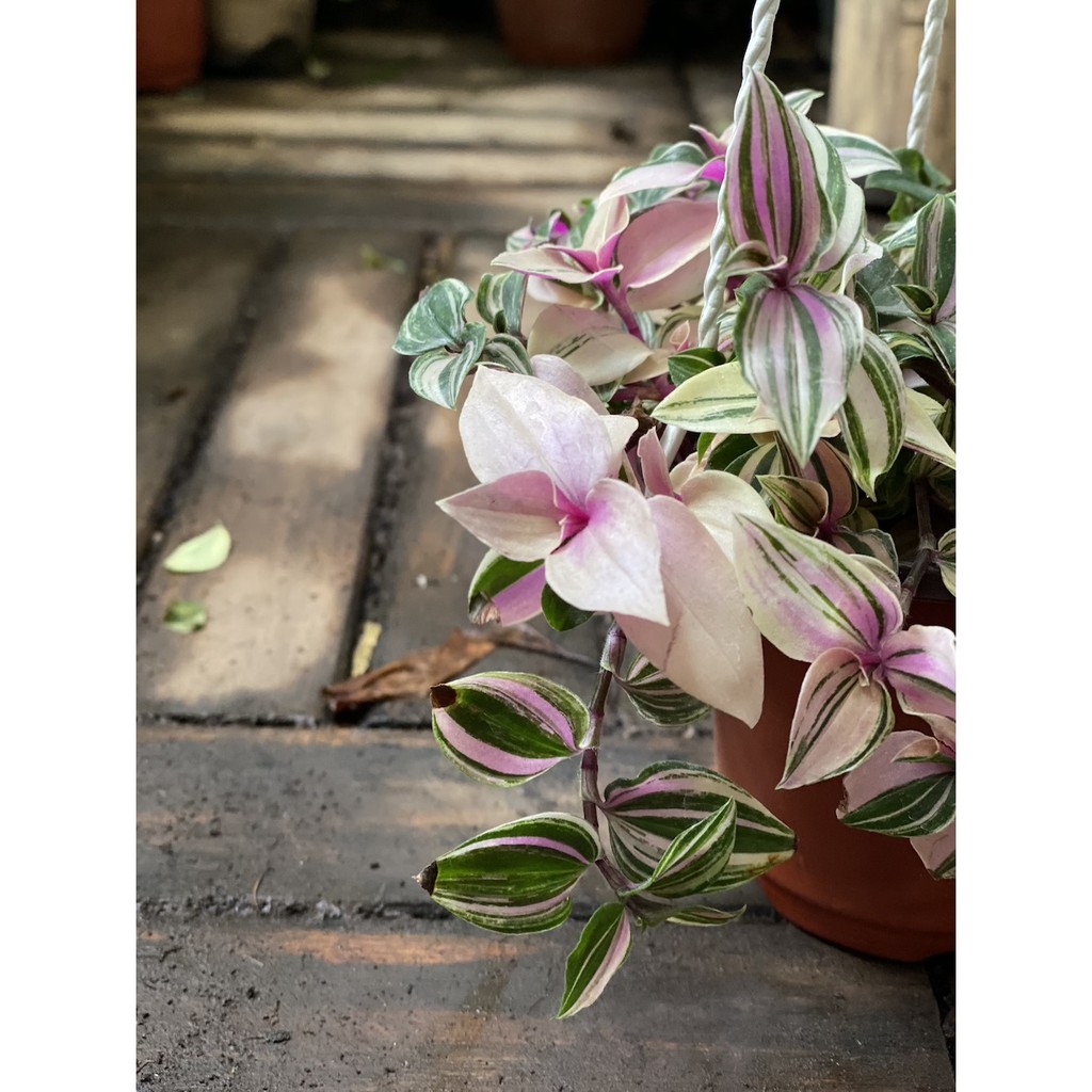 Cây Tradescantia fluminensis quadricolor (Thài Lài Hồng, Thài Lài Fluminensis 4 màu, Thài Lài 4 màu) chậu treo