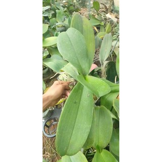 Hoa lan hồ điệp đại