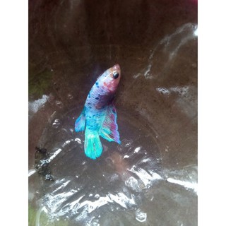 Betta food thủy sinh 50g