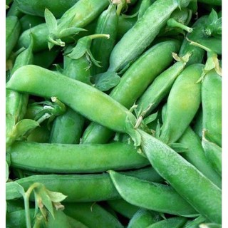 Hạt giống Đậu Hà Lan (50 gram) ☘️