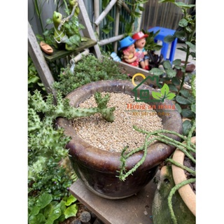 đá khoáng maifan masato dùng cho sen đá xương rồng bonsai 29k/kg