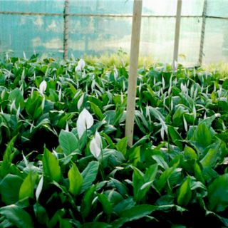 chậu cây lan ý siêu khỏe