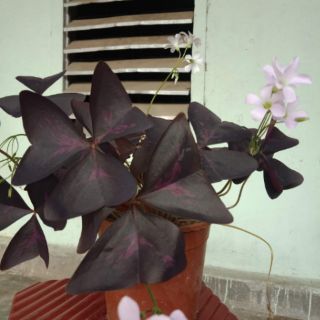 Bướm đêm